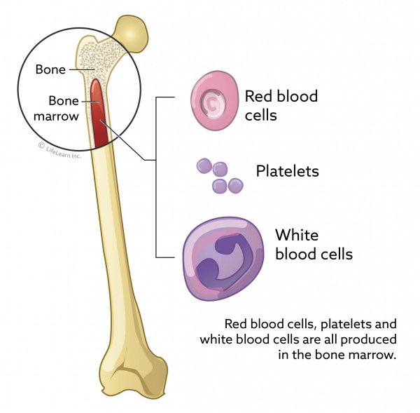 Bone Marrow