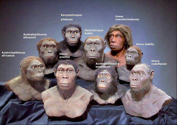 Different human-like species