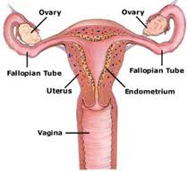 female reproductive organ Female reproductive organ