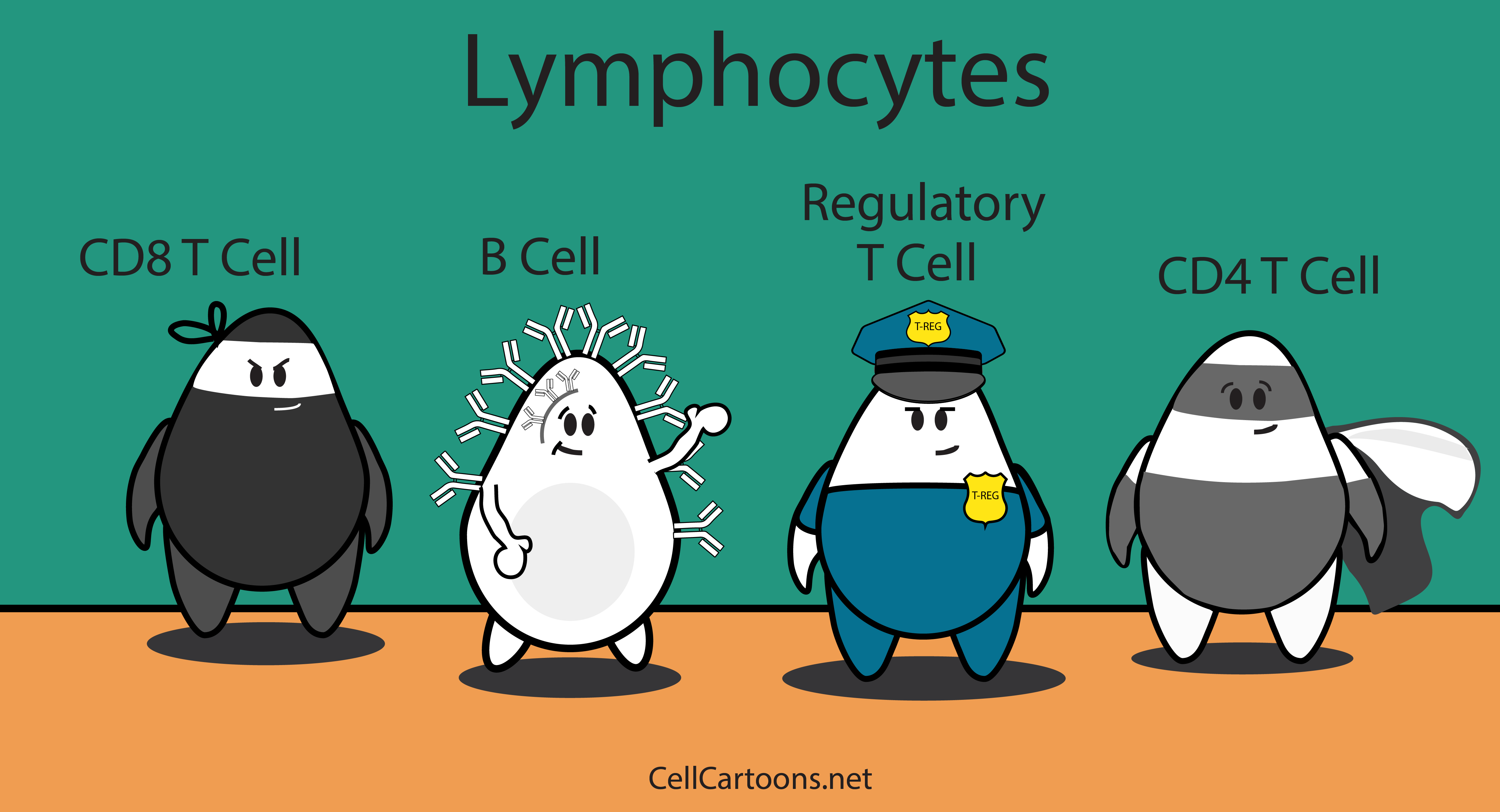 T and B cells illustration