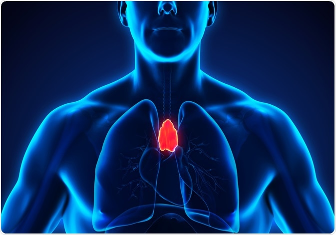 The thymus organ