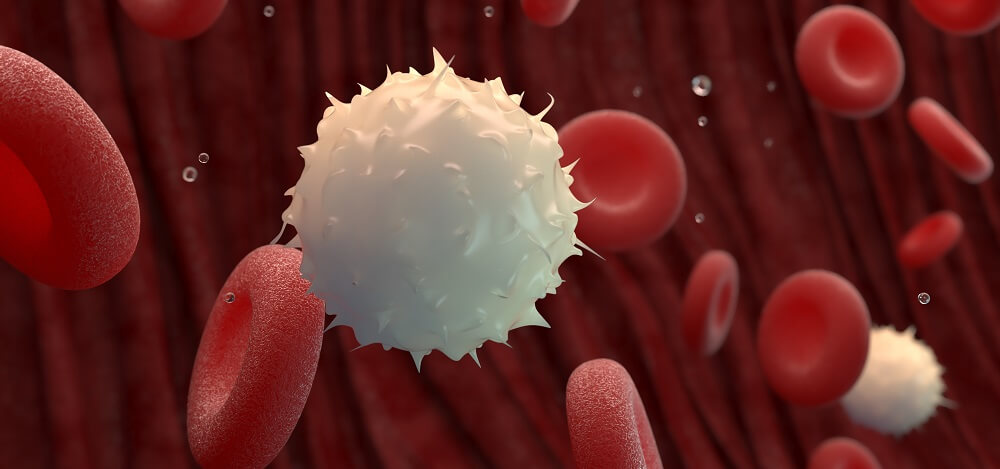 White blood cell